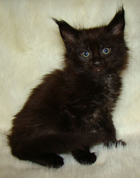     Catsvill County!   !    !       !!!    Catsvill County +7-926-544-74-09     .   ,   ,   ,    ,   ,  ,     ,   -,    ,   !